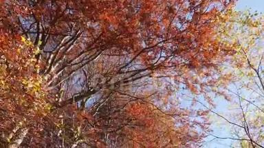 秋日树梢的盘踞镜头，阳光明媚的日子树叶变幻